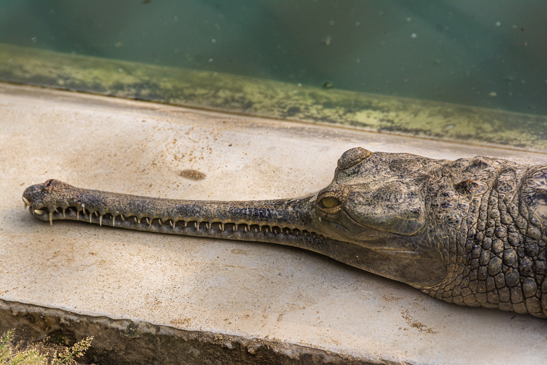 Chitwan Crocodile Breeding Project